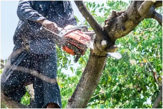 tree services Spring Green